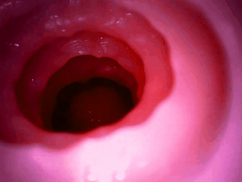 【杯友测评】GXP兔仆长臀模飞机杯——仿兔子子宫的分叉通道设计，小兔子乖让我进来一下