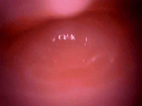 【杯友测评】GXP兔仆长臀模飞机杯——仿兔子子宫的分叉通道设计，小兔子乖让我进来一下