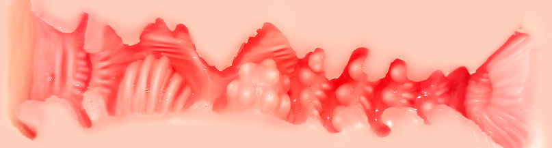 【杯友测评】GXP白丝壁女2代(软版)——肉褶与长肉脊的温和榨汁,从一代的闷骚女友变温柔妻子了