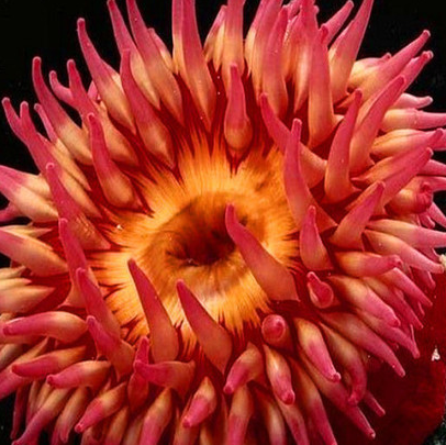 【神器社测评】LOVE FACTOR夜魅女王臀模——圆润的不行的大屁股，腔内黏膜大长条肉脊的真实伺候