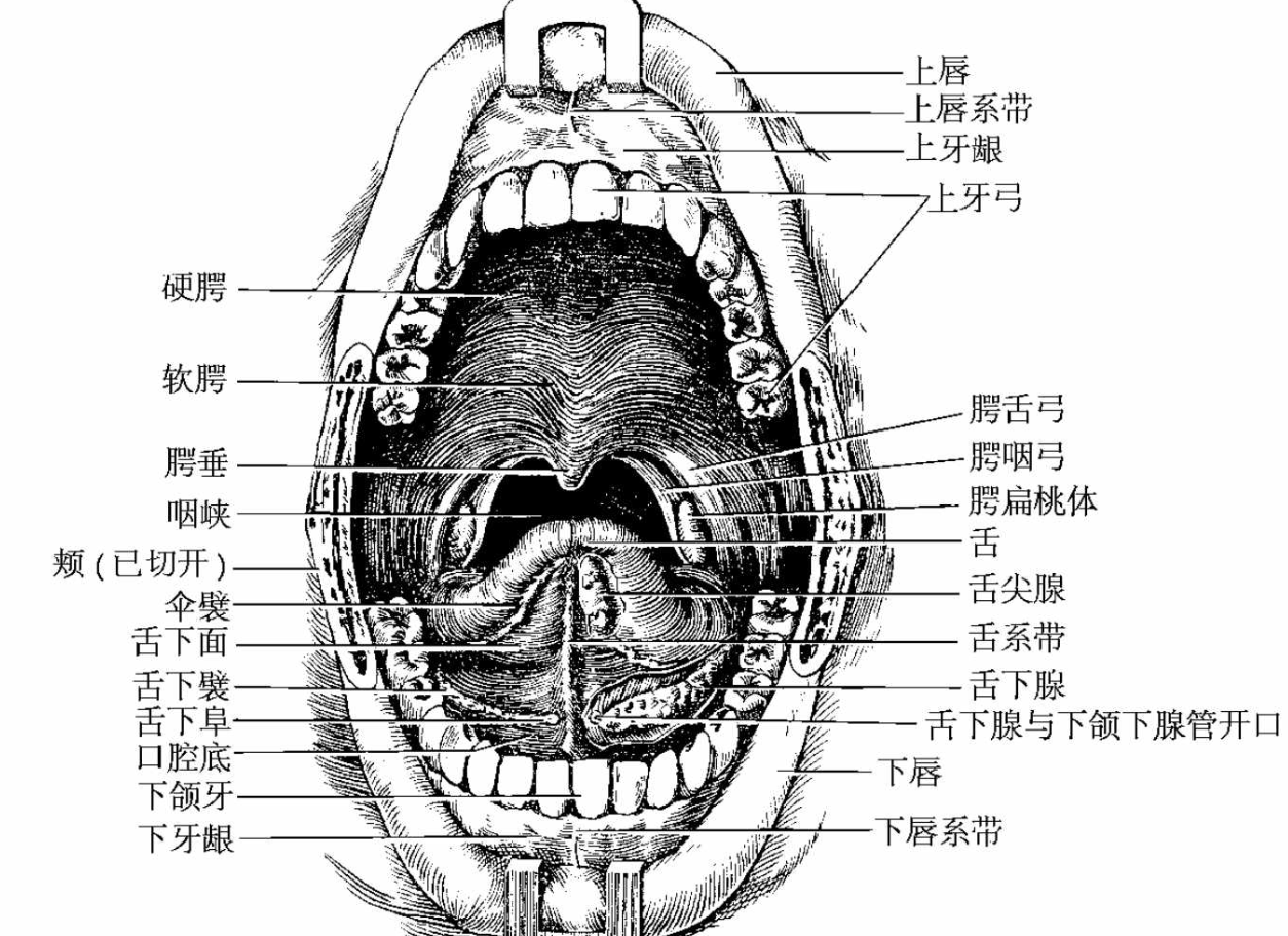 【杯友测评】DREAM EDGE蓝芽美月口杯——仿真外形，内部口腔完美还原人体