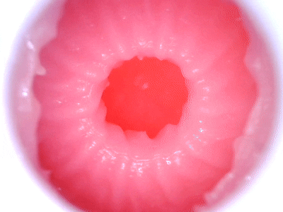 【杯友测评】GXP白丝三代——超长条肉脊的无敌环绕，婚后的白丝壁女就是缠人