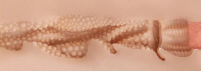 【神器社测评】KAGUYANO番茄酱（温泉）——“年糕”手感的硅胶杯，离登神真的只差半步！