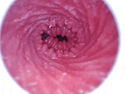 【神器社测评】AGI巨蟹座——轻重量小臀，刺激和温和并存