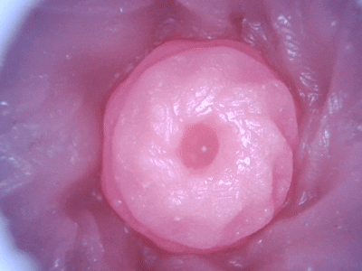 【神器社测评】GXP狐狸娘双通道杯——虽然刺激度算不上系列之最，但数值相当均衡